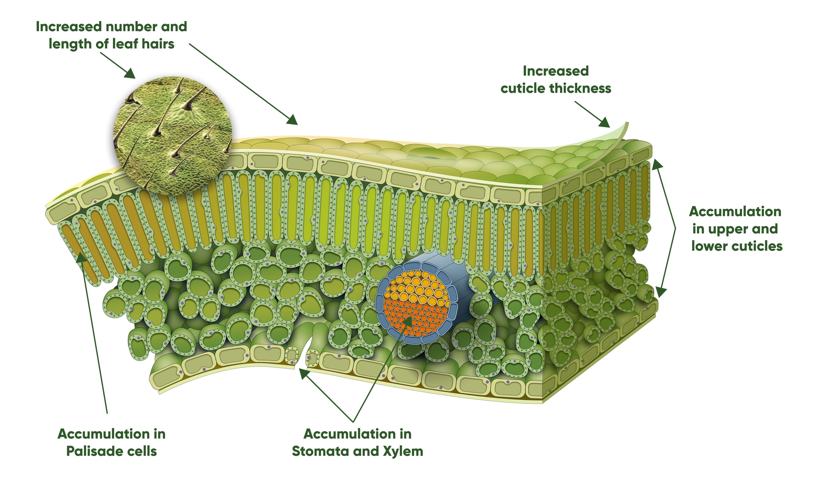 Accumulation of Silicon within a leaf diagram